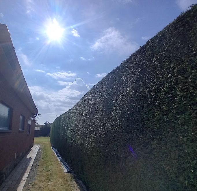 Verzorgde haag